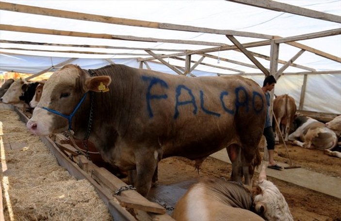 Hayvan pazarındaki 'Falcao' adlı boğa 16 bin TL'ye gitti