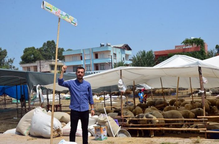 Adana'da bankacı olamayan genç koyun satıcısı oldu
