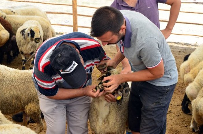 Adana'da bankacı olamayan genç koyun satıcısı oldu