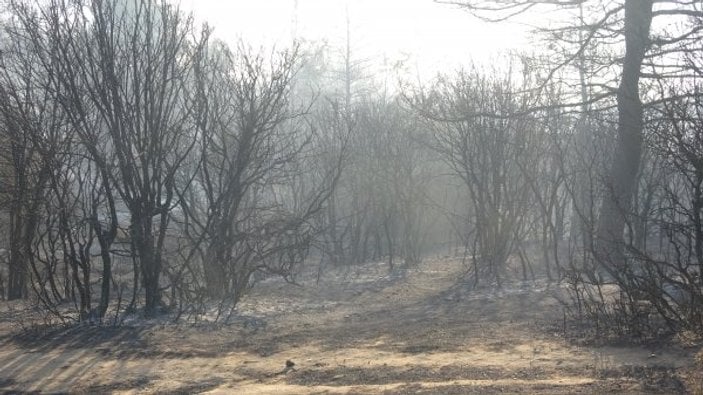 Tarihi Gelibolu yarımadasında orman yangını