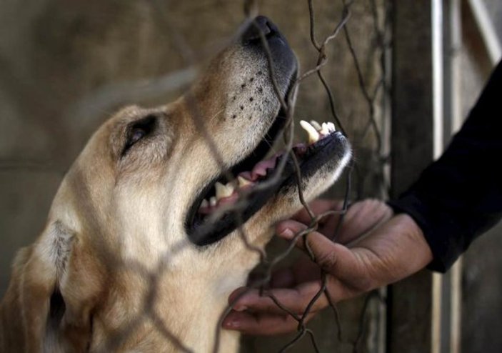 Hollanda başıboş köpeklerle mücadelede ilk sırada