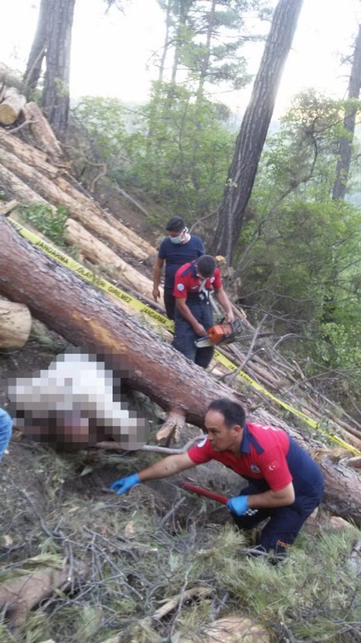 Denizli'de bir adam kestiği ağacın altında öldü