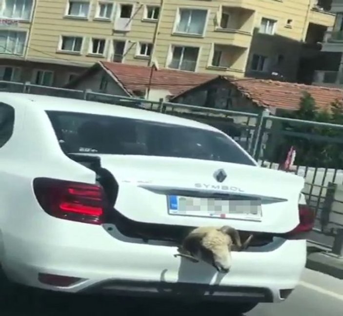 İstanbul'da kurbanlık koyunu bagajda taşıdı