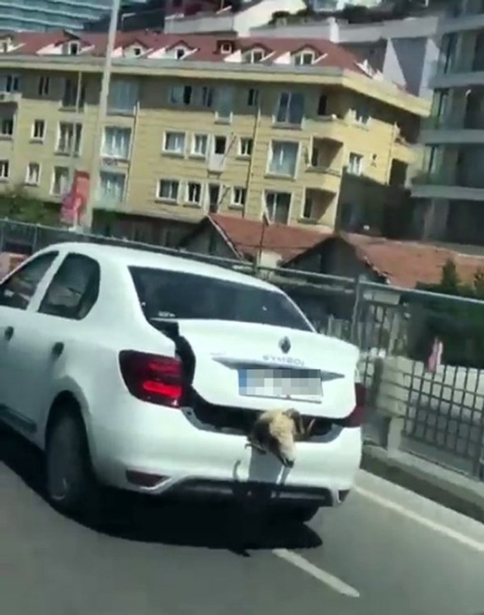 İstanbul'da kurbanlık koyunu bagajda taşıdı