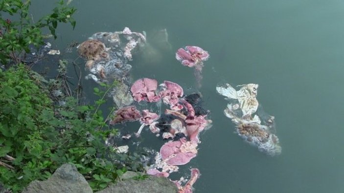 Artvin'de baraj gölü hayvan atıklarıyla doldu