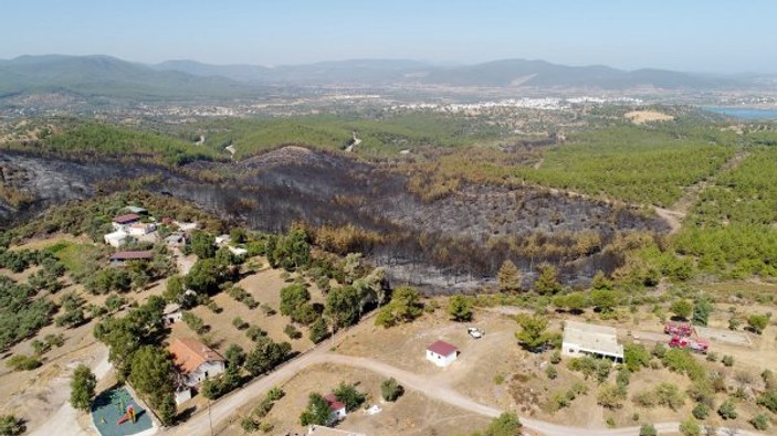 Bodrum'da yanan zeytinlik havadan görüntülendi