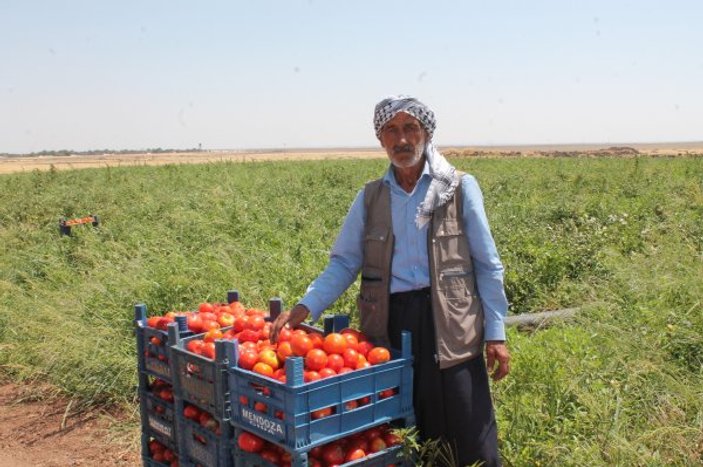 Diyarbakırlı çiftçi domatesini tarlaya döktü