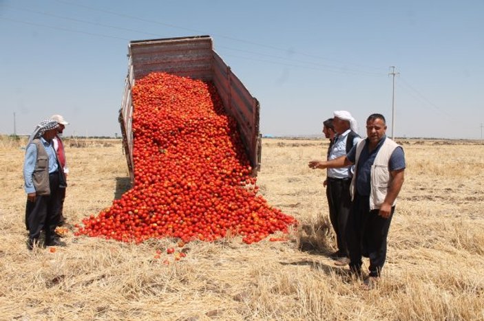 Diyarbakırlı çiftçi domatesini tarlaya döktü