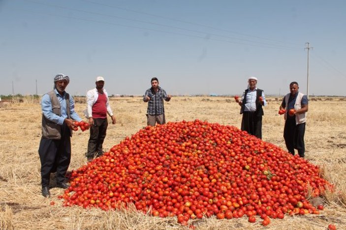 Diyarbakırlı çiftçi domatesini tarlaya döktü