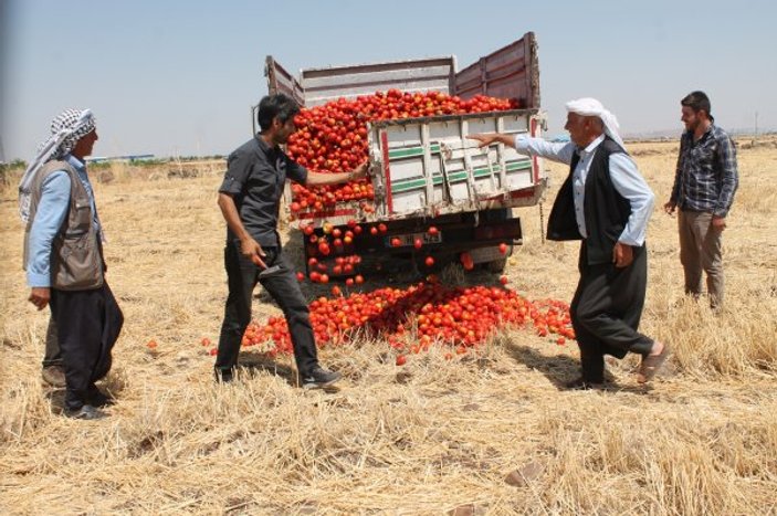 Diyarbakırlı çiftçi domatesini tarlaya döktü