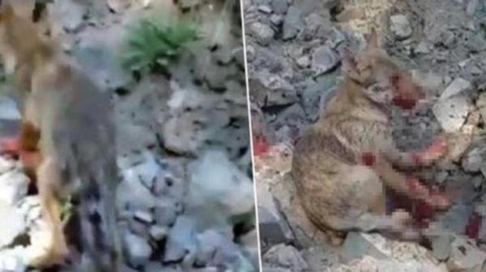 Erzurum'da kurt yavrusuna işkence yapan şahsa ceza