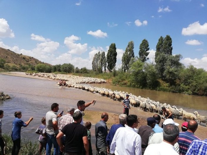 Sivas'ta geleneksel dereden koyun geçirme töreni yapıldı