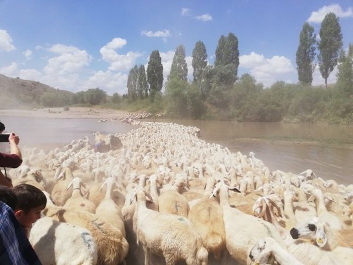 Sivas'ta geleneksel dereden koyun geçirme töreni yapıldı