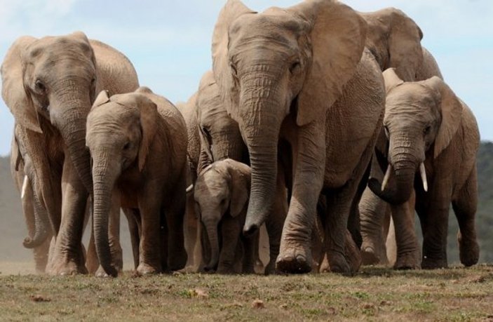 Afrika filleri artık hayvanat bahçelerine getirilmeyecek