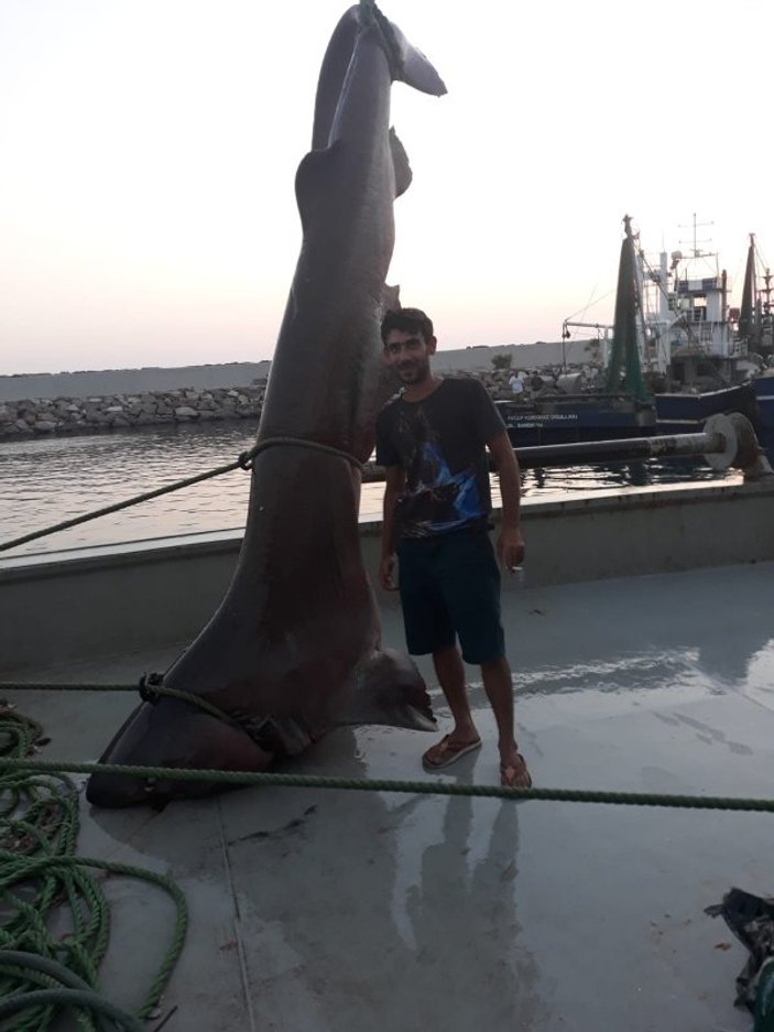 Çanakkale'de 5 metrelik camgöz cinsi köpek balığı bulundu