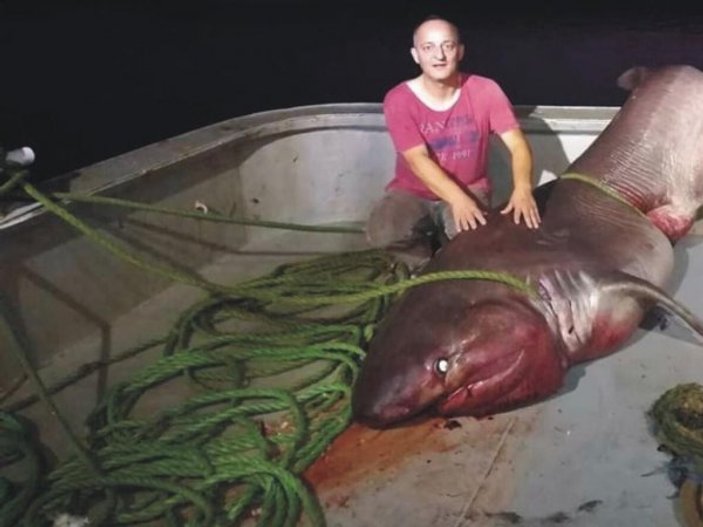 Çanakkale'de 5 metrelik camgöz cinsi köpek balığı bulundu