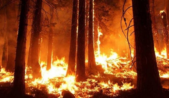 Amazon'daki yangınlar Papa'yı endişelendirdi