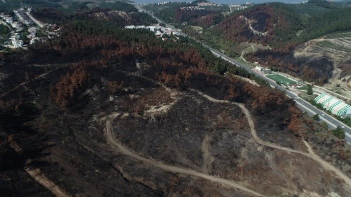 Bursa'da geçtiğimiz yıl yanan orman yeniden ağaçlandırıldı