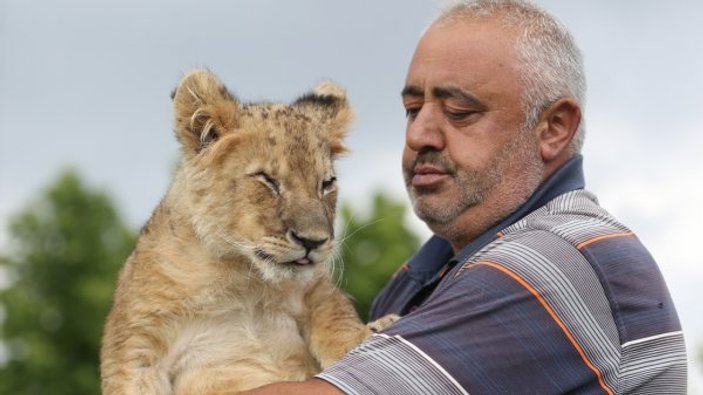 Kayseri'de annesinin reddettiği aslana bakıcı şefkati
