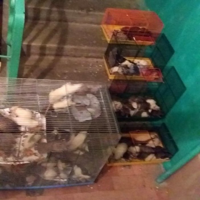 Rus kadının yüzlerce fareyle birlikte yaşadığı ortaya çıktı