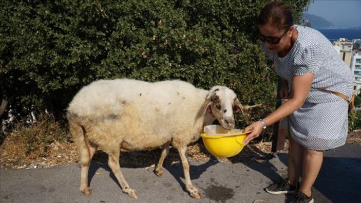 Muğla'da temizlik işçileri çöp toplarken koyun buldu