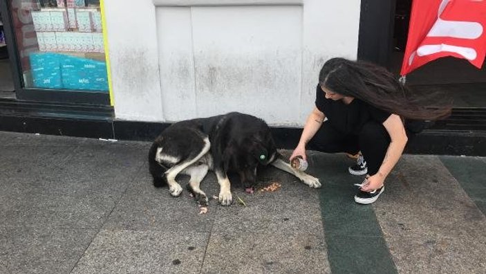 Taksim'deki sokak köpeği iki kadını ısırdı