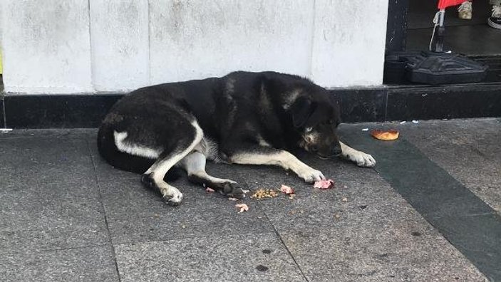 Taksim'deki sokak köpeği iki kadını ısırdı