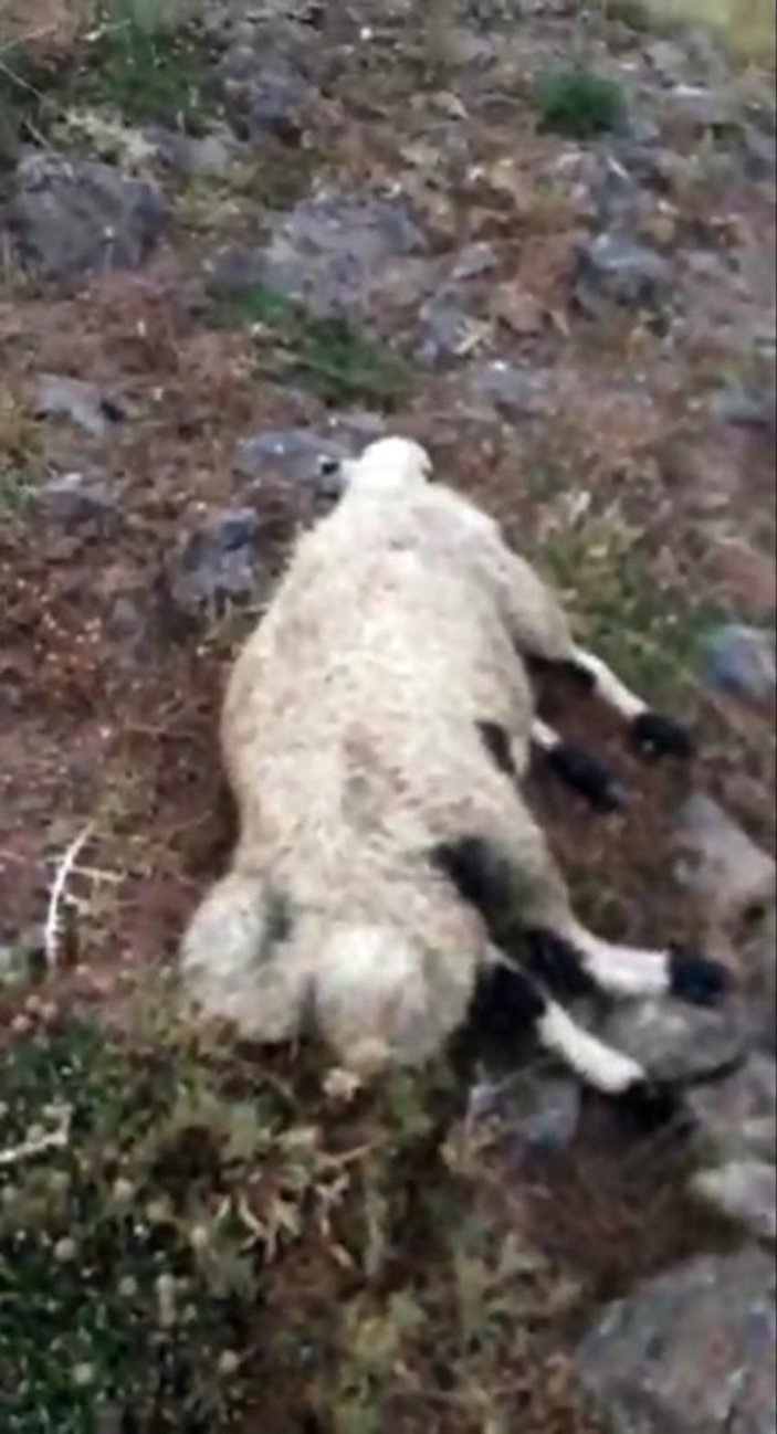 Tunceli'de yıldırımın isabet ettiği 20 koyun telef oldu