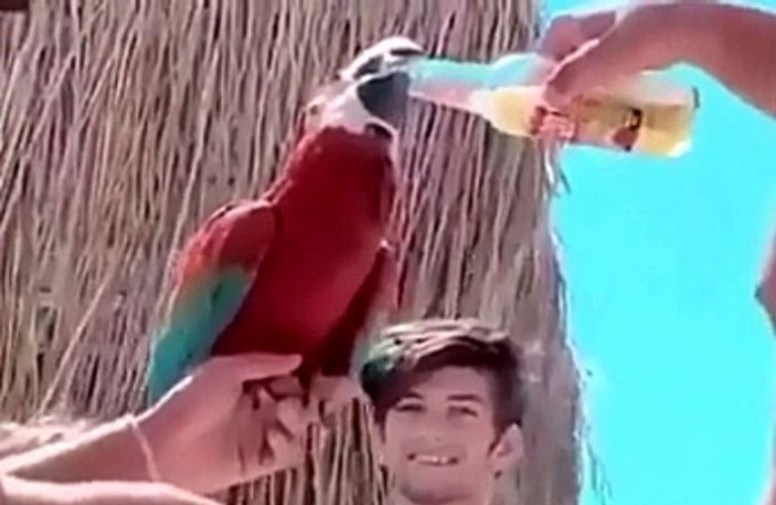 Aydın'da tepki çeken papağana alkol içirme görüntüsü