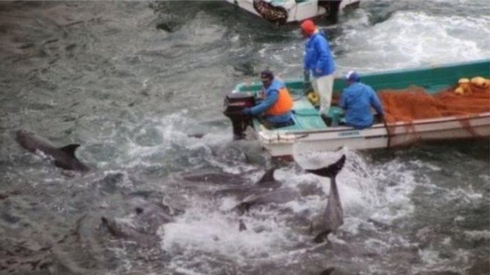 Japonya'da yunus avı başladı: 700 yunus öldürülecek