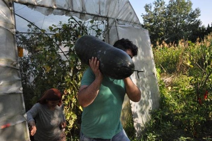 Bahçesine ektiği Çin salatalığı 1 metreye ulaştı