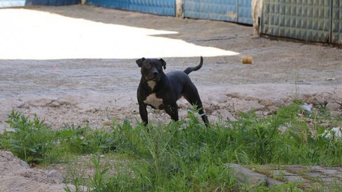 Sivas'ta 4 köpek ırkını besleyenlere para cezası