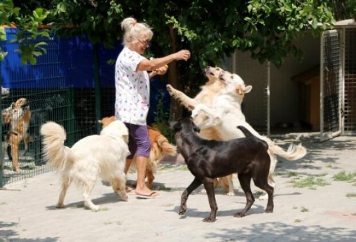 Bodrum'da 85 köpek için villa aldı