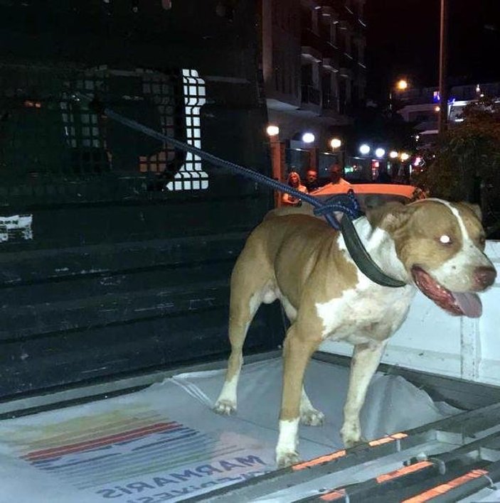 Pitbull süs köpeğini boğarak öldürdü