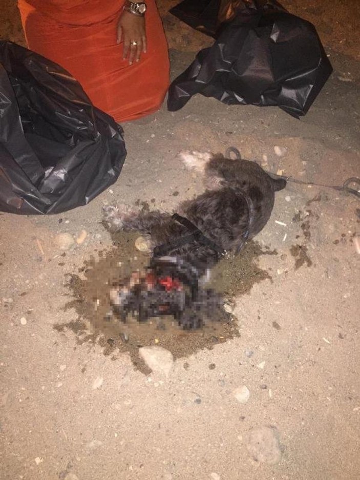 Pitbull süs köpeğini boğarak öldürdü
