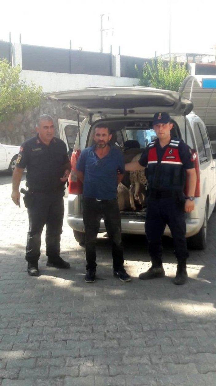 İzmir'de bagajda 7 adet koyun ele geçirildi