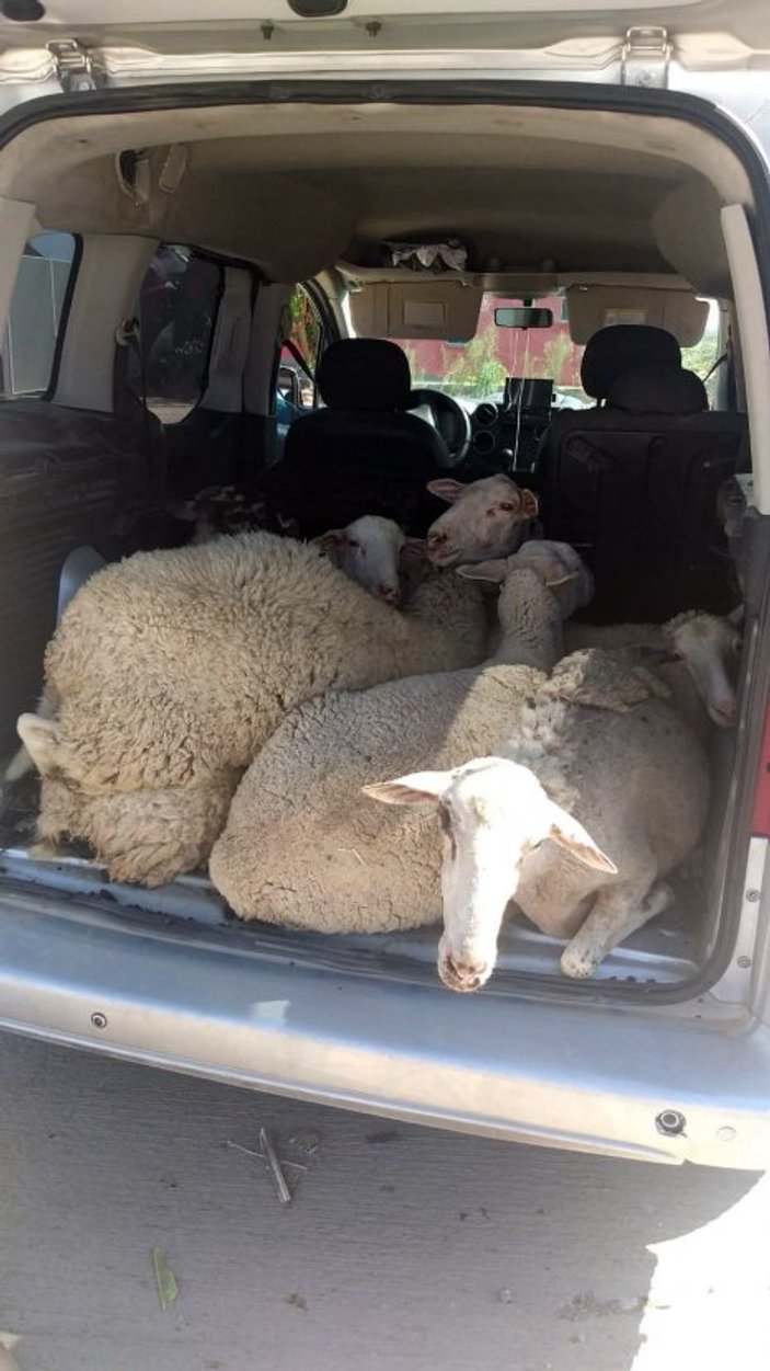 İzmir'de bagajda 7 adet koyun ele geçirildi