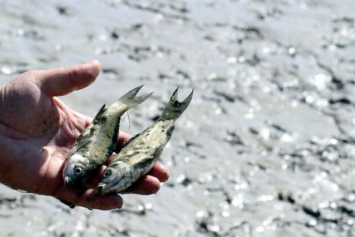 Kırklareli'de suların çekilmesiyle balıklar telef oldu