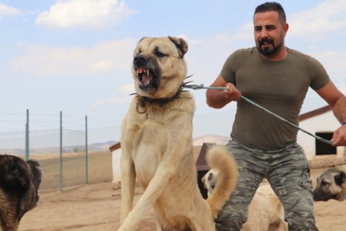 Kangal köpekler şimdi de sınırları koruyacak