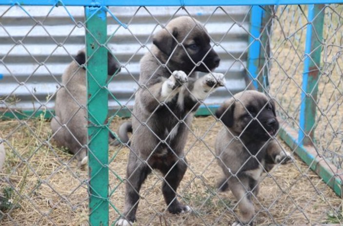 Kangal köpekler şimdi de sınırları koruyacak
