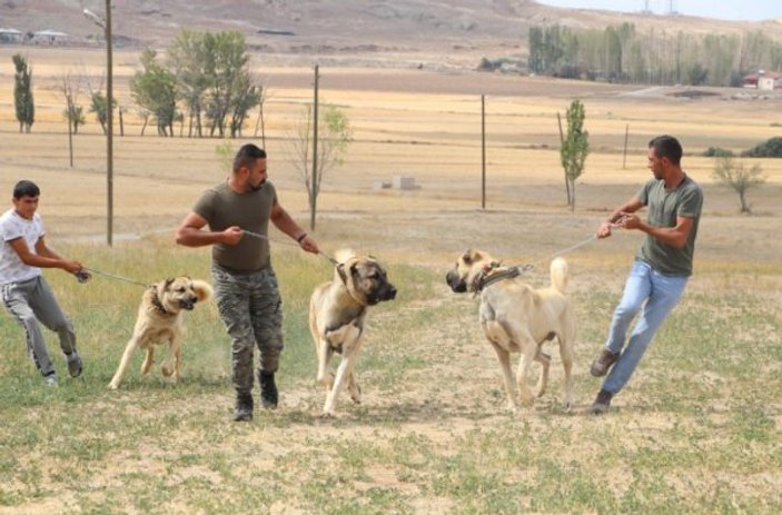 Kangal köpekler şimdi de sınırları koruyacak
