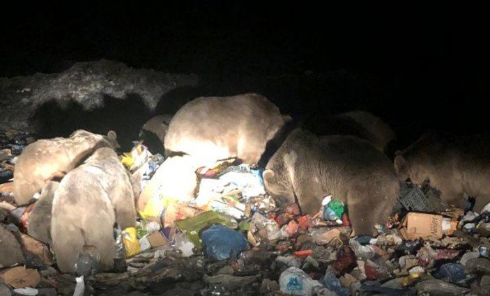 Kars'ta boz ayı ailesi çöplere dadandı