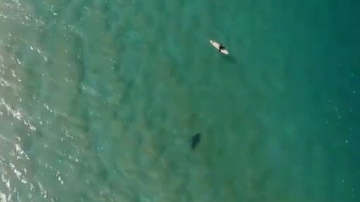 Avustralya'da köpek balığından drone ile kurtuldu