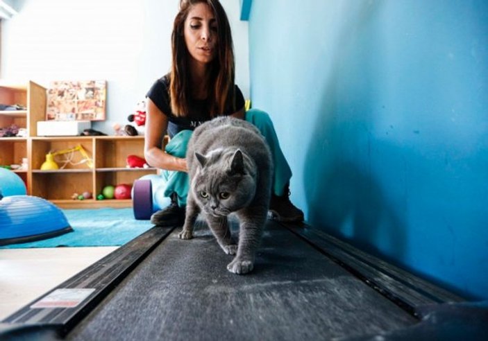 Ankara'da pilatesle zayıflayan obez kedi