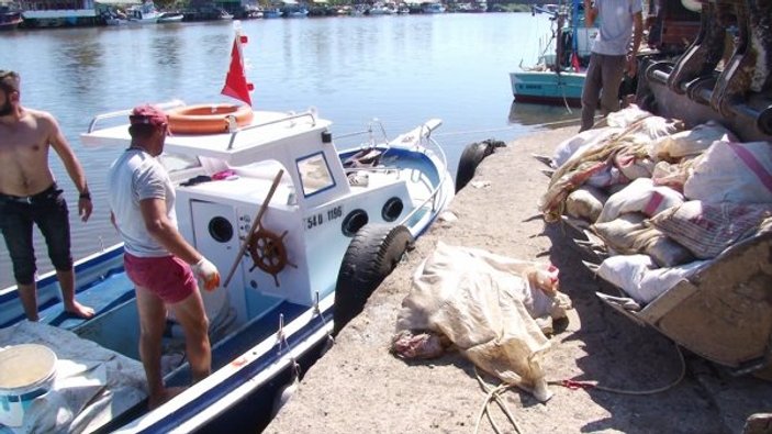 Sakarya'da iş yeri sahipleri nehirden ölü tavuk topladı
