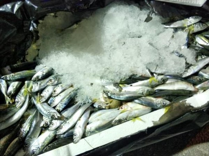 Ankara'da 1,5 ton kaçak balık ele geçirildi
