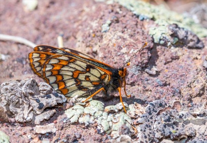 Ağrı Dağı'nın yamaçlarında yaşayan 12 bin yıllık kelebek
