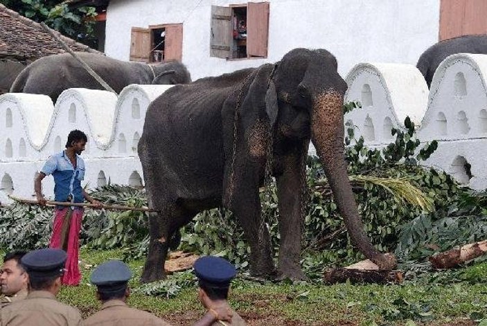 70 yaşındaki fil öldü