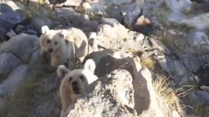 Bitlis'te minik ayılar sofralara konuk oluyor