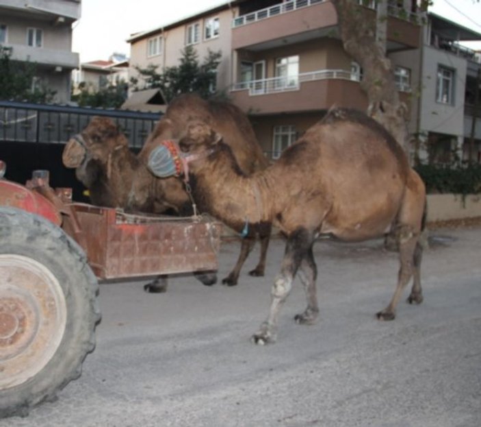 Güreş develeri traktörle antrenman yapıyor